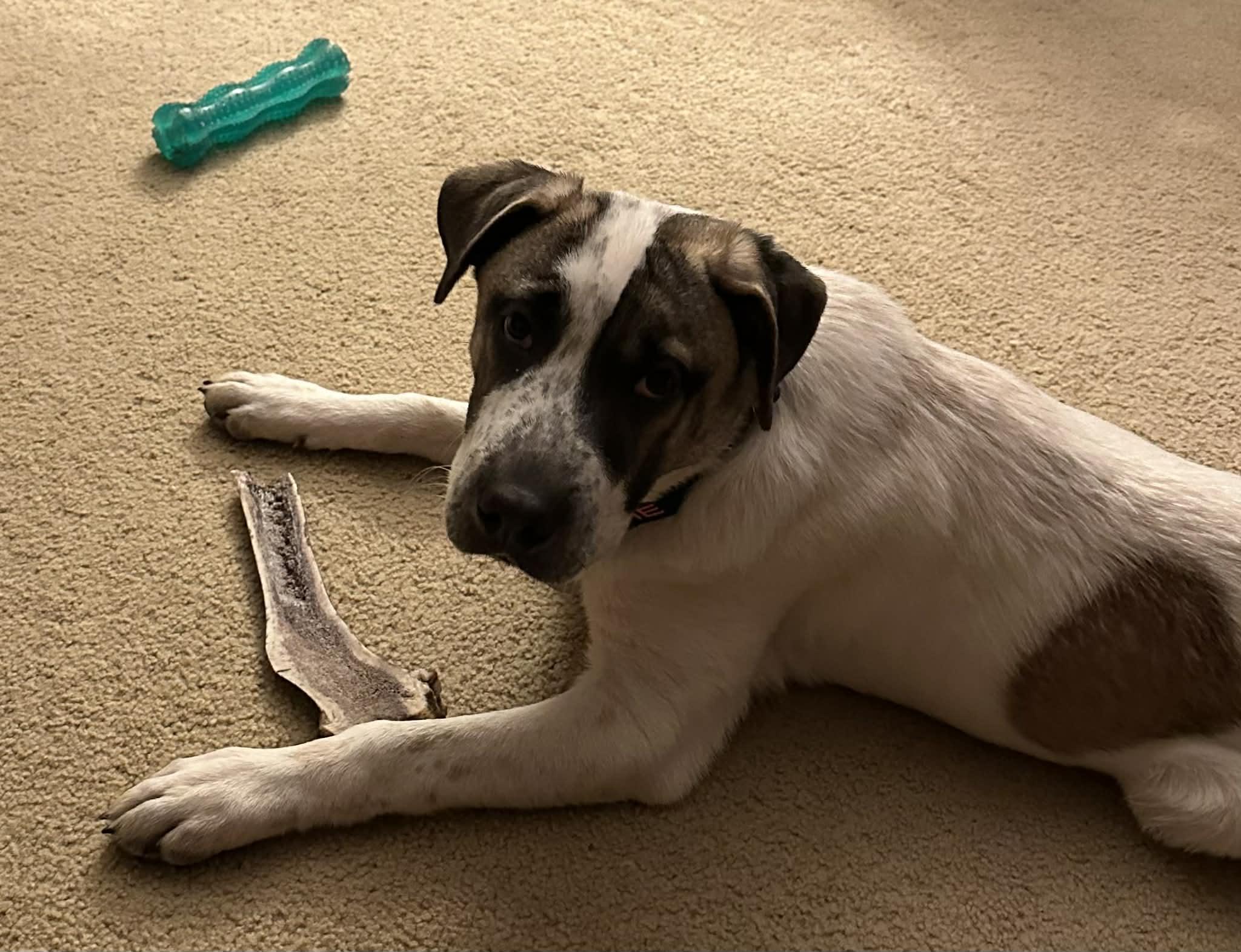 Pudge, an adopted Mixed Breed in De Pere, WI image 2/2