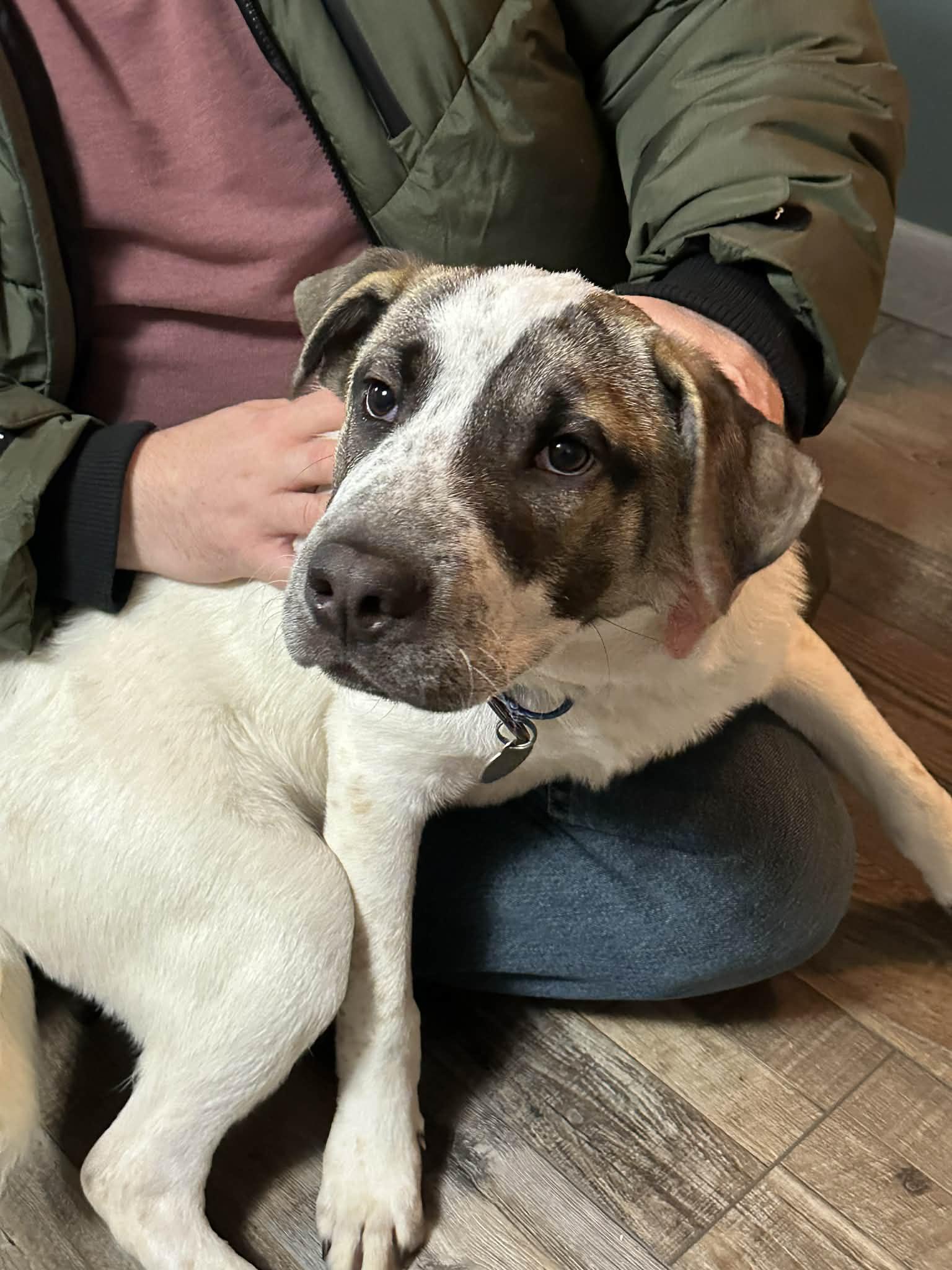 Pudge, adopted, Puppy Male Mixed Breed.