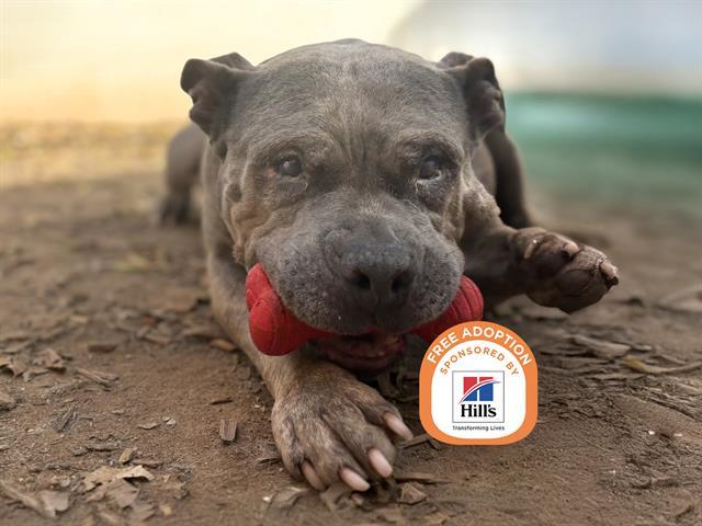Enlarge HANK, a Adoptable Pit Bull Terrier in Phoenix, AZ image 1/1