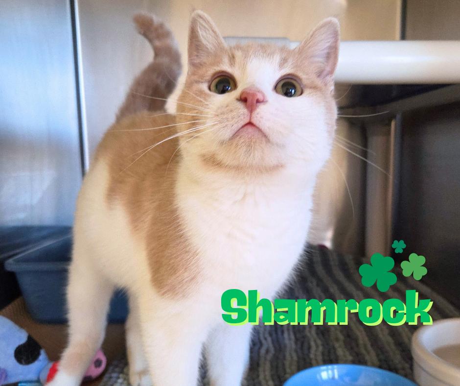 Enlarge Shamrock, an adopted Domestic Short Hair in Nevada, IA image 1/1