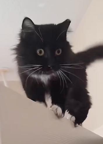 Minnie, Adoptable, Adult Female Domestic Long Hair.