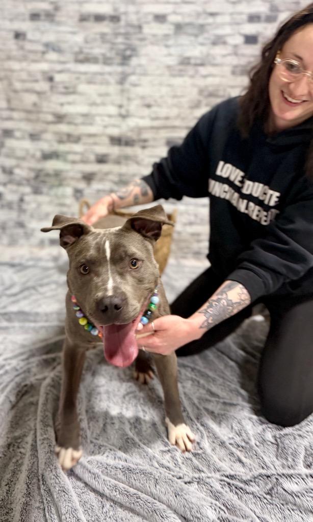 Silver, Adoptable, Young Female Mixed Breed.