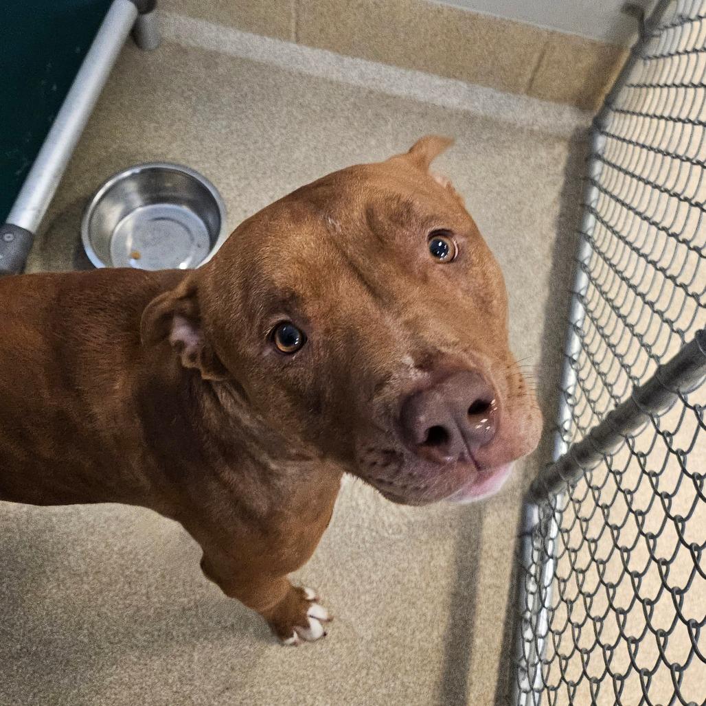 Moose, Adoptable, Adult Male Pit Bull Terrier.