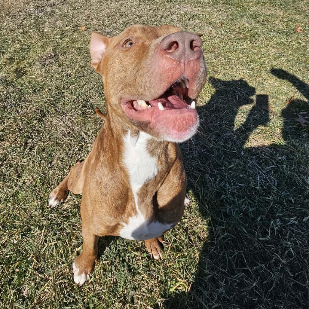 Moose — thumbnail 2