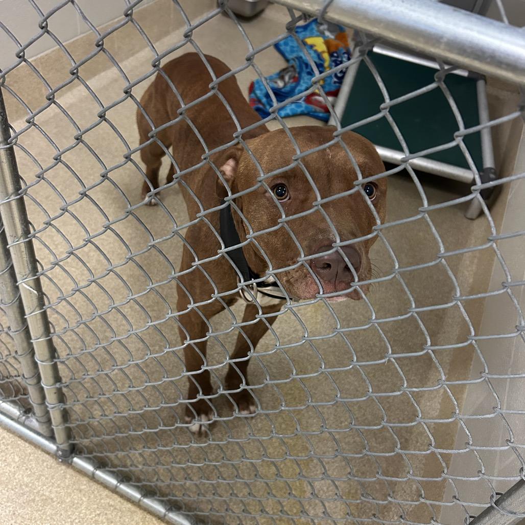 Enlarge Moose, a Adoptable mixed breed in Bristol, IN image 2/2