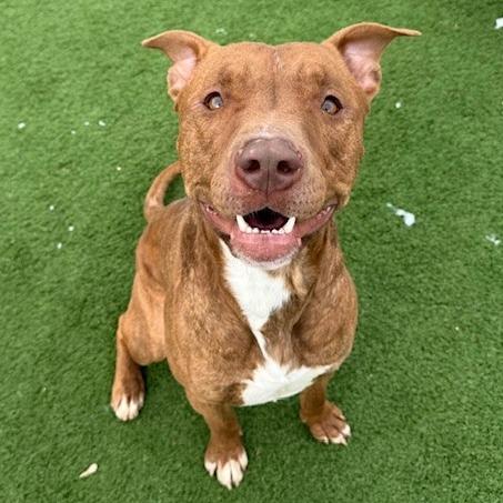 Moose — thumbnail 3