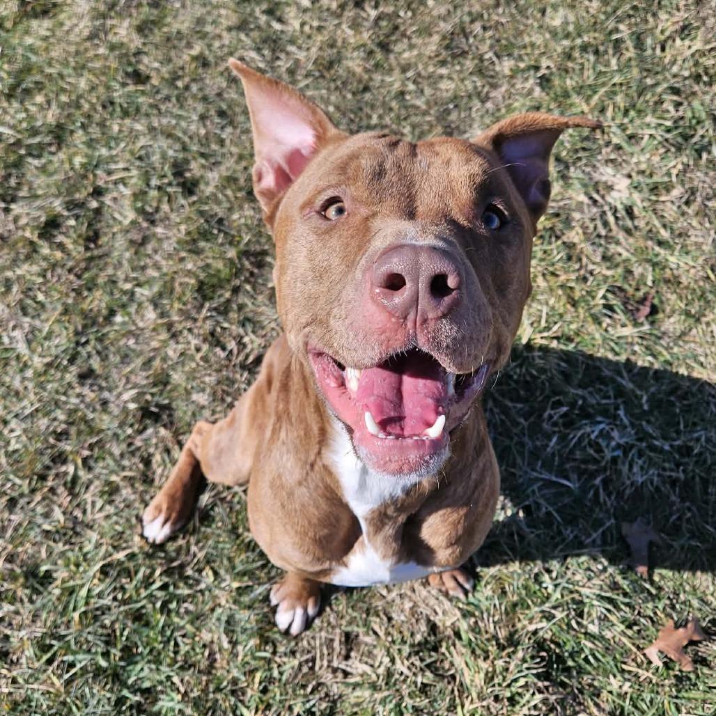 Moose — thumbnail 4