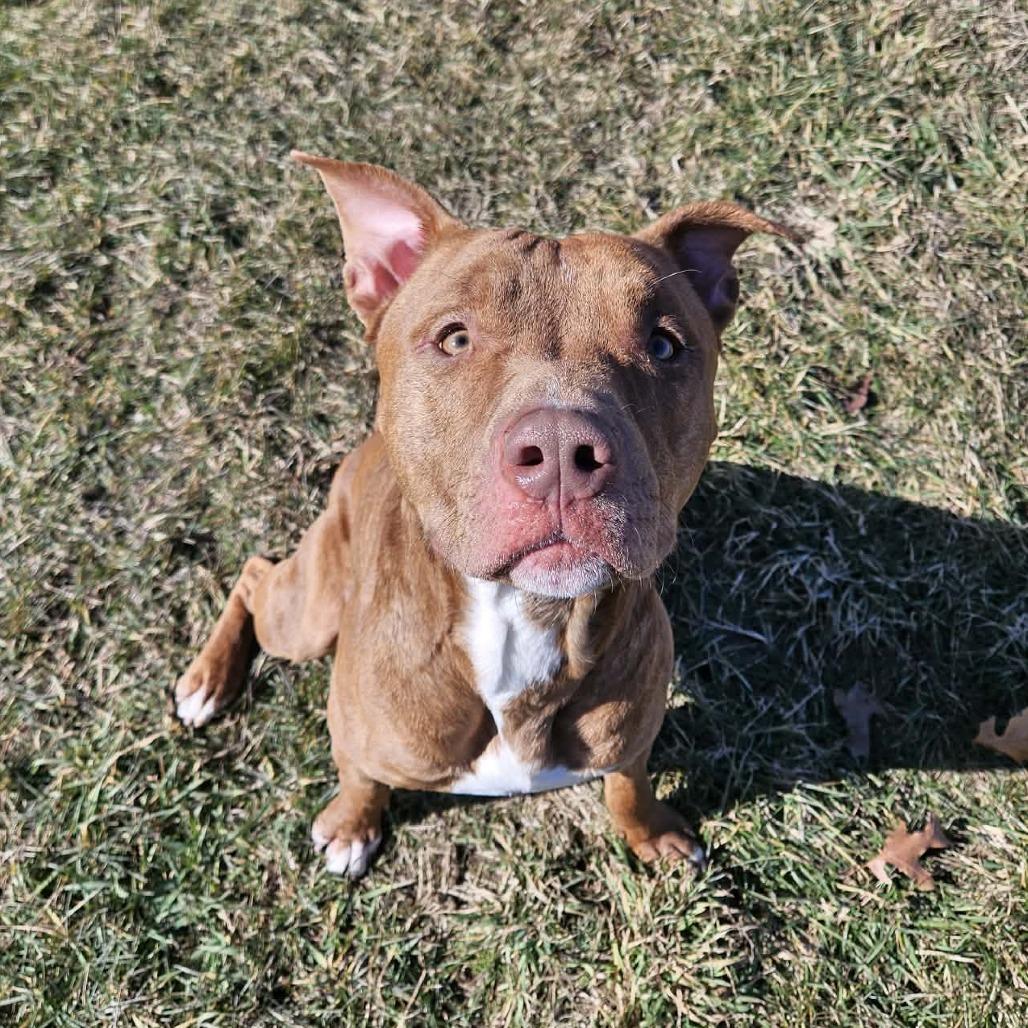 Moose — thumbnail 5