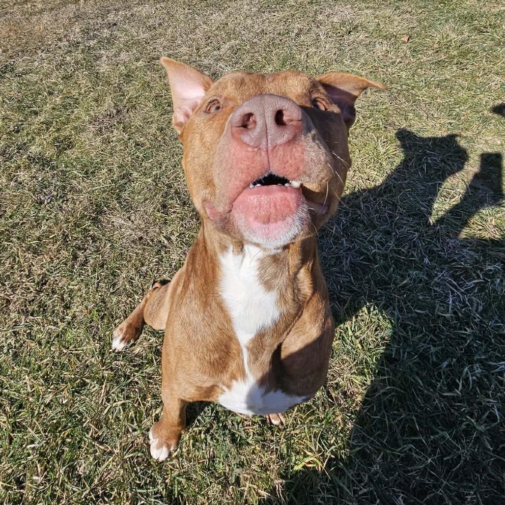 Moose — thumbnail 6