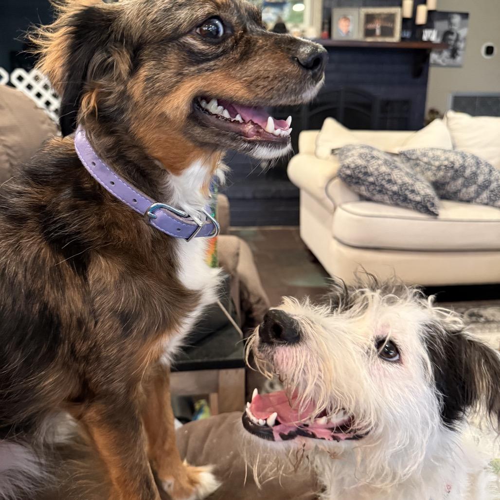 Enlarge Daisy Mae (Benefactor Dog), a Adoptable mixed breed in New Orleans, LA image 5/6