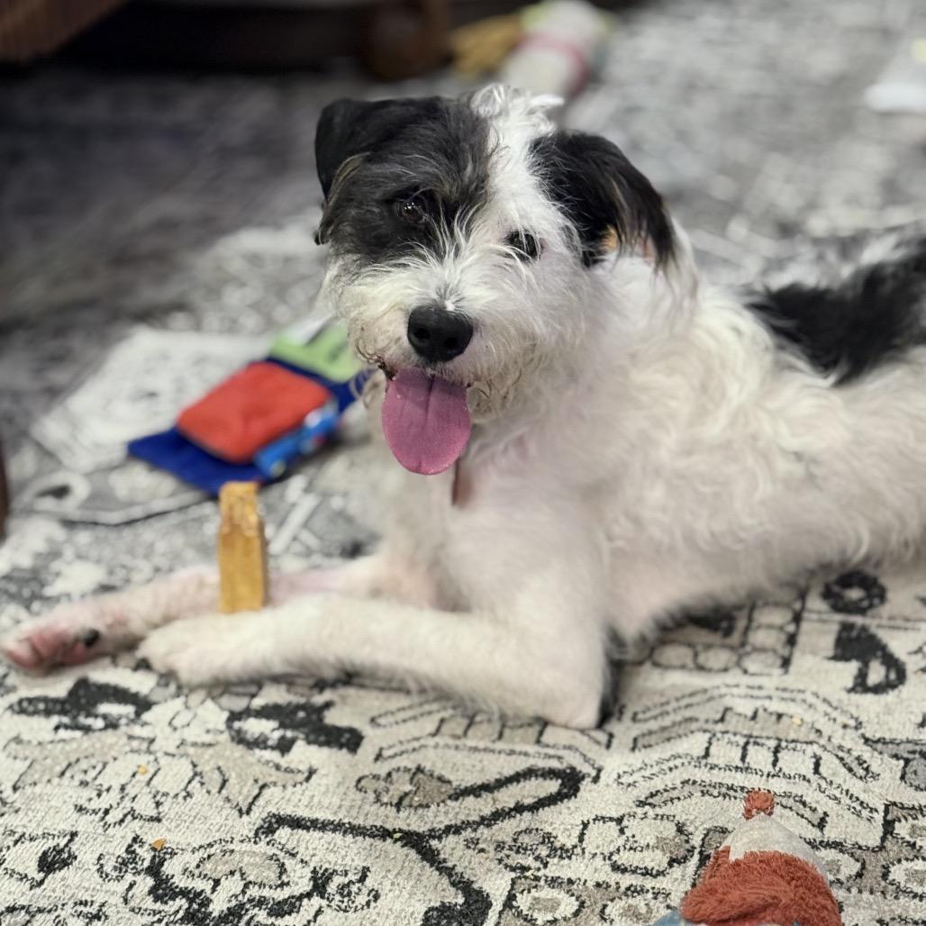 Enlarge Daisy Mae (Benefactor Dog), a Adoptable mixed breed in New Orleans, LA image 2/6