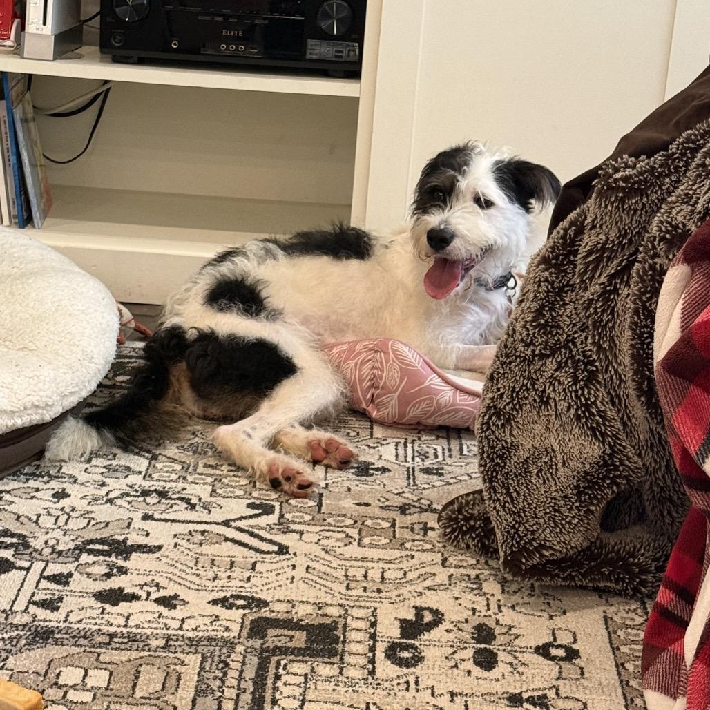 Enlarge Daisy Mae (Benefactor Dog), a Adoptable mixed breed in New Orleans, LA image 6/6