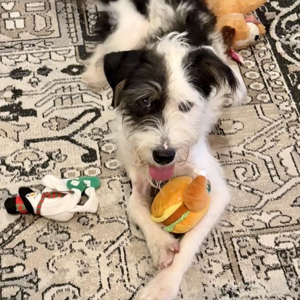 Enlarge Daisy Mae (Benefactor Dog), a Adoptable mixed breed in New Orleans, LA image 3/6