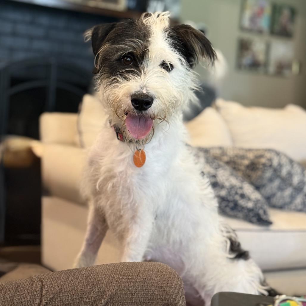 Daisy Mae (Benefactor Dog), Adoptable, Young Female Wirehaired Terrier & Schnauzer.
