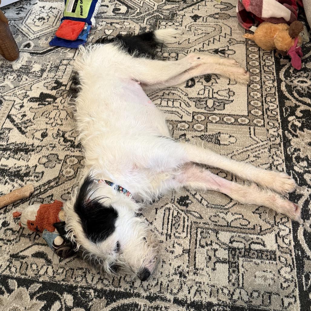 Enlarge Daisy Mae (Benefactor Dog), a Adoptable mixed breed in New Orleans, LA image 4/6