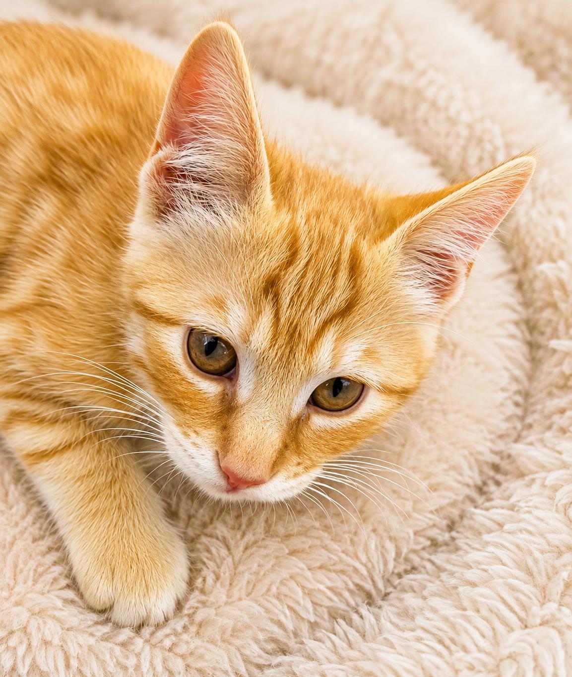 Enlarge Fiona, a Adoptable Domestic Short Hair in Santa Cruz, CA image 4/5