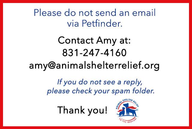 Enlarge Fiona, a Adoptable Domestic Short Hair in Santa Cruz, CA image 3/5