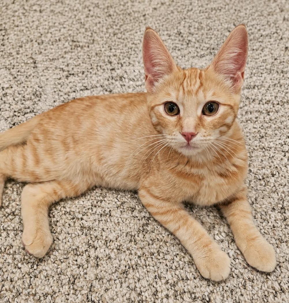 Enlarge Fiona, a Adoptable Domestic Short Hair in Santa Cruz, CA image 2/5