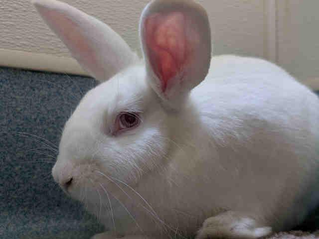 QUEEN, Adoptable, Young Female Bunny Rabbit.