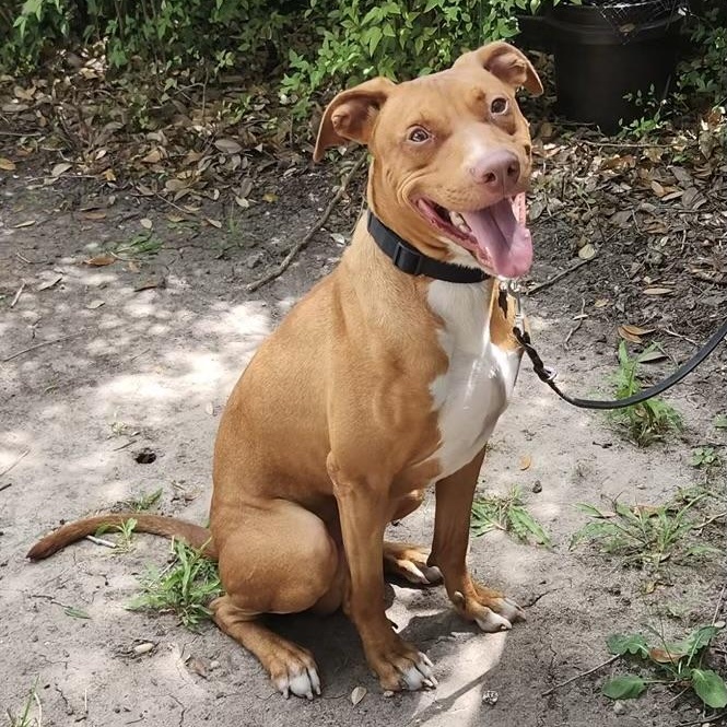 Meet Rocket (aka Rocko) –Smart, Loyal, Affectionate & Couch Cuddle Champion!!! — thumbnail 3