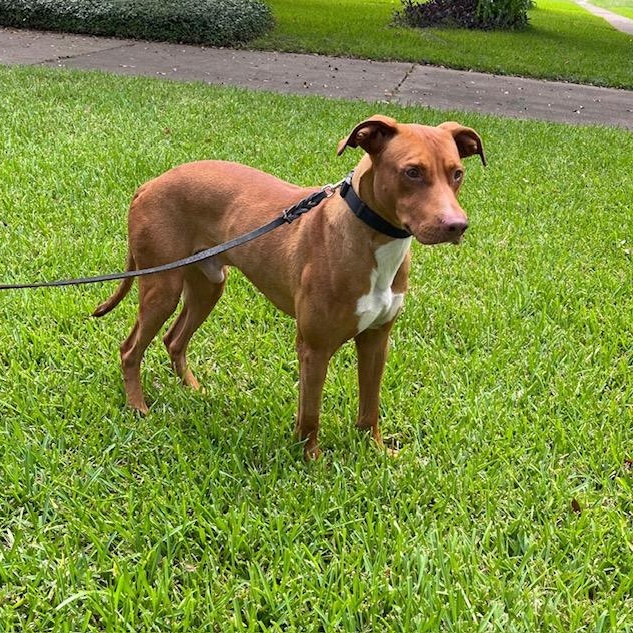 Meet Rocket (aka Rocko) –Smart, Loyal, Affectionate & Couch Cuddle Champion!!! — thumbnail 4