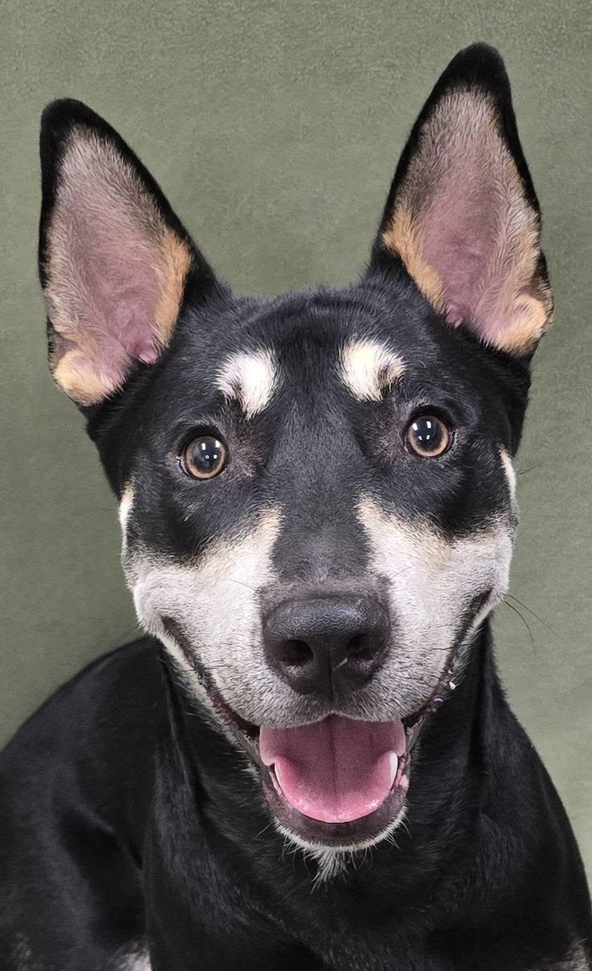 Enlarge Sparrow, a Adoptable mixed breed in Frankfort, IN image 2/8