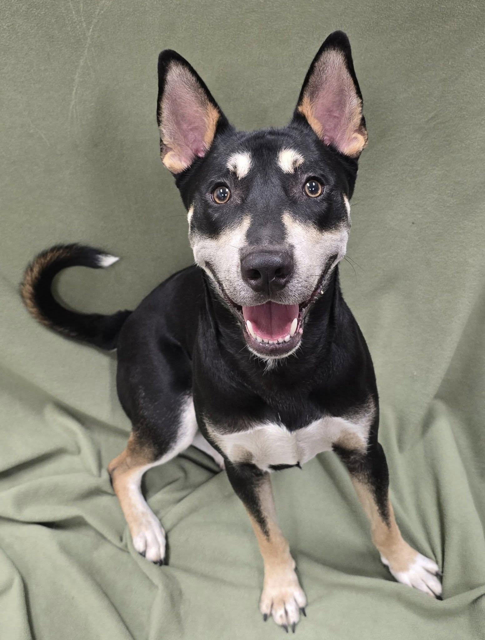 Enlarge Sparrow, a Adoptable mixed breed in Frankfort, IN image 1/8