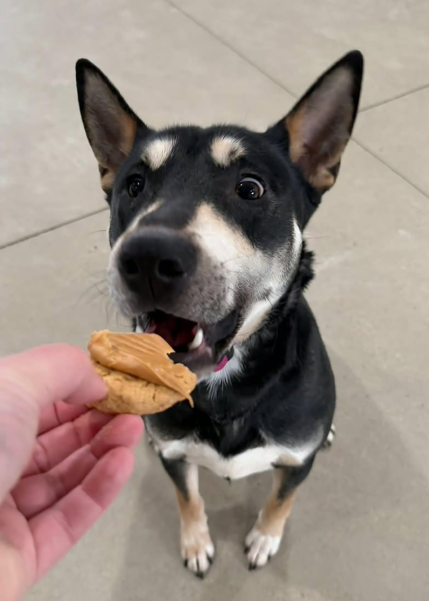 Sparrow - IN BOARD AND TRAIN, a Adoptable mixed breed in Frankfort, IN image 6/6