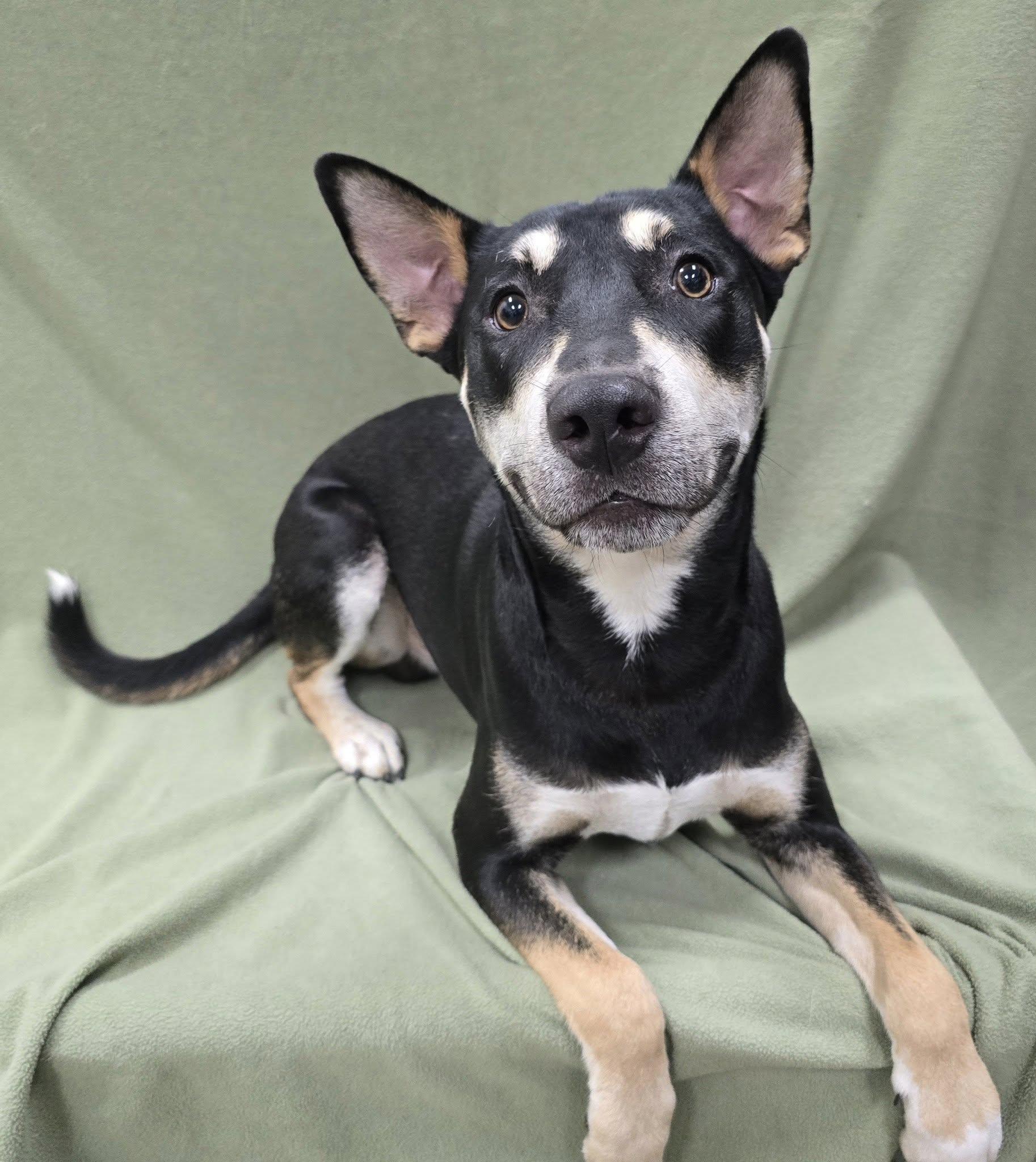 Sparrow - IN BOARD AND TRAIN, Adoptable, Adult Male German Shepherd Dog & Mixed Breed.