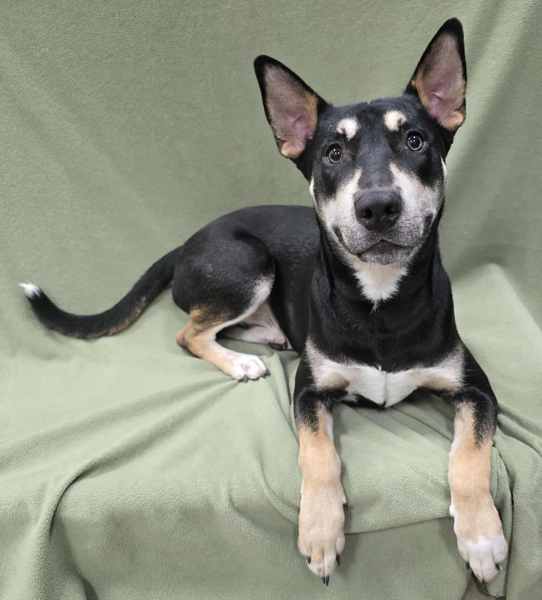 Enlarge Sparrow, a Adoptable mixed breed in Frankfort, IN image 4/8