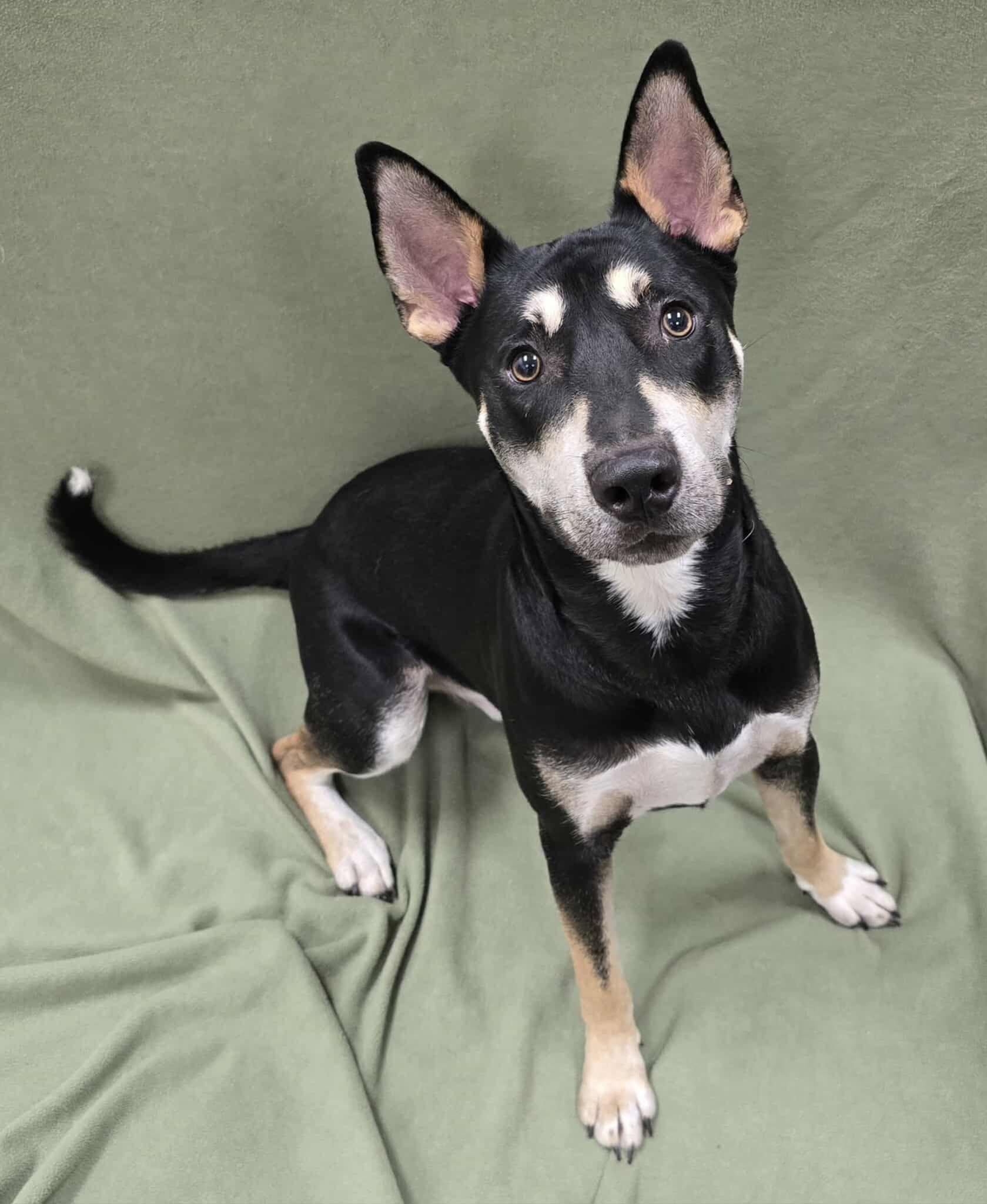 Enlarge Sparrow, a Adoptable mixed breed in Frankfort, IN image 6/8