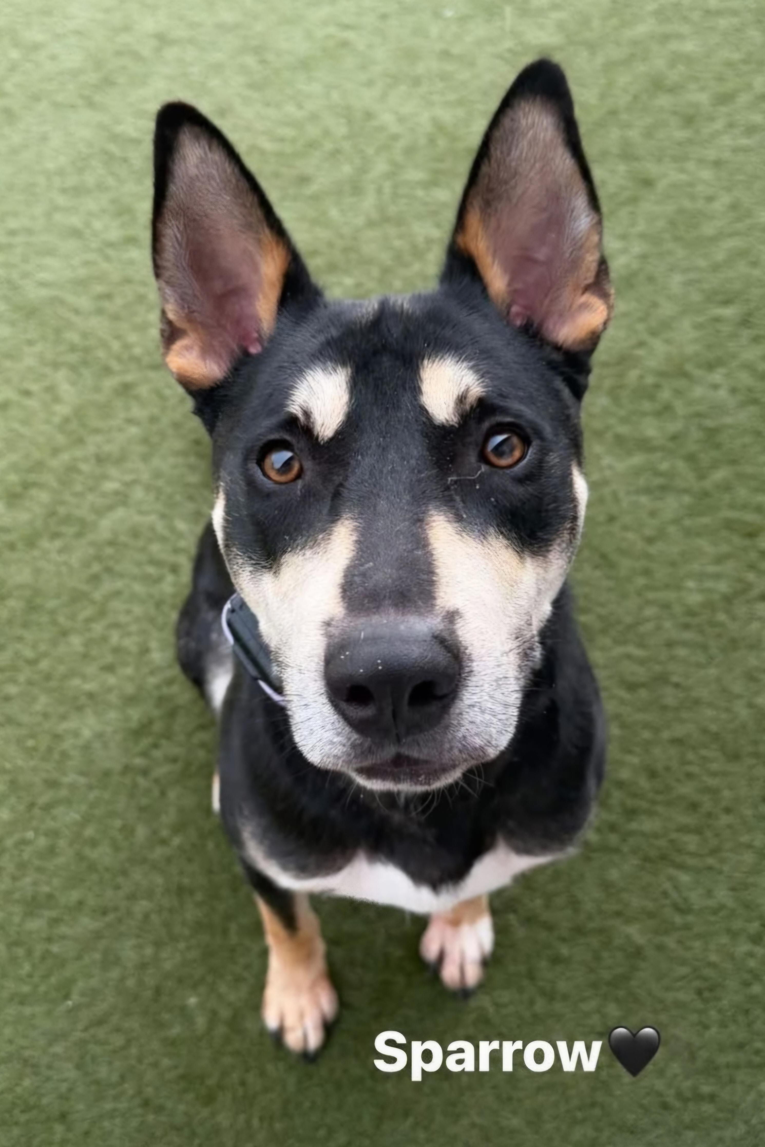 Sparrow - IN BOARD AND TRAIN, Adoptable, Adult Male German Shepherd Dog & Mixed Breed.