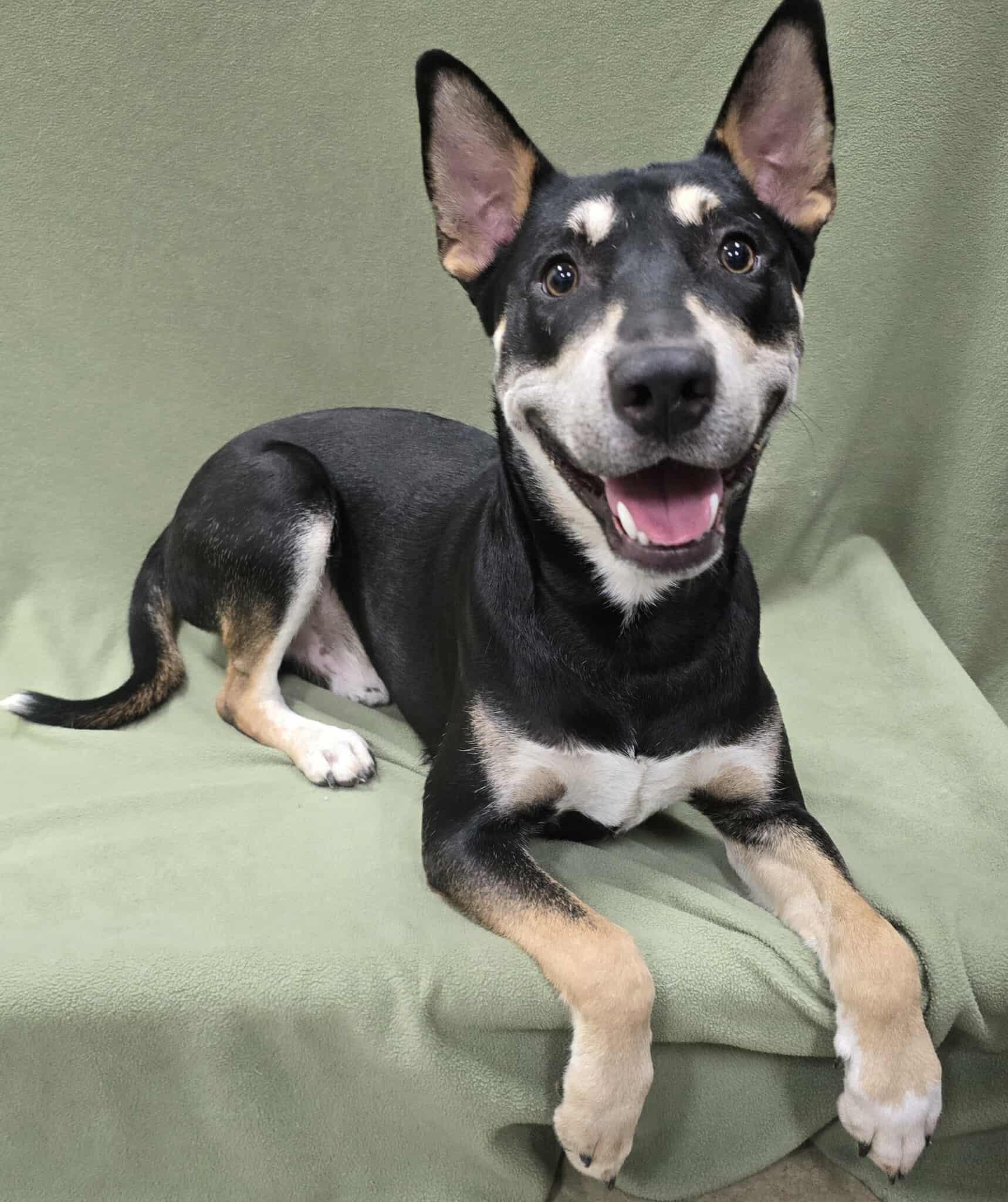 Enlarge Sparrow, a Adoptable mixed breed in Frankfort, IN image 8/8