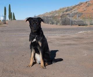 Sasha, Adoptable, Young Female Shepherd.