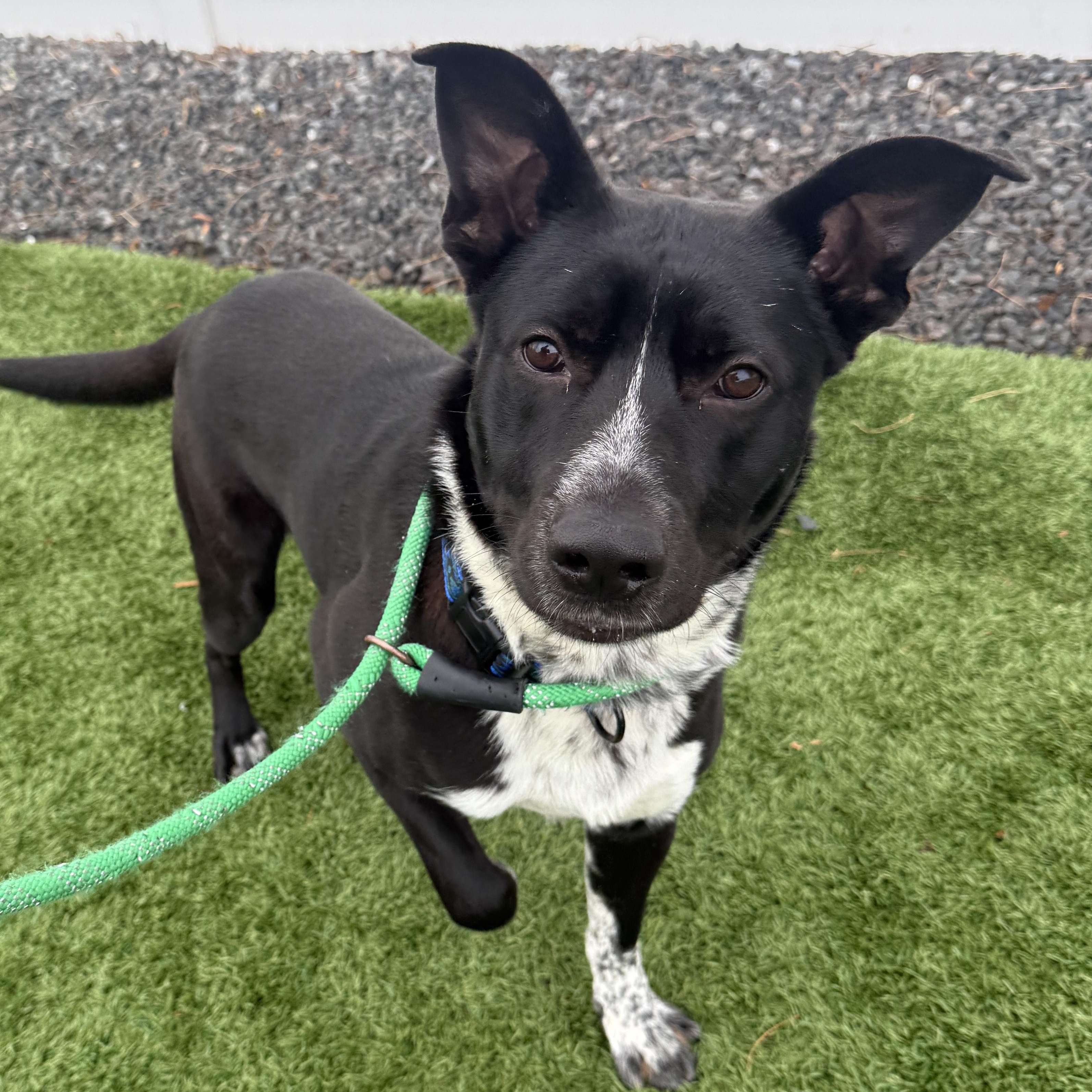 Enlarge CALVIN, a Adoptable mixed breed in Cranston, RI image 3/3