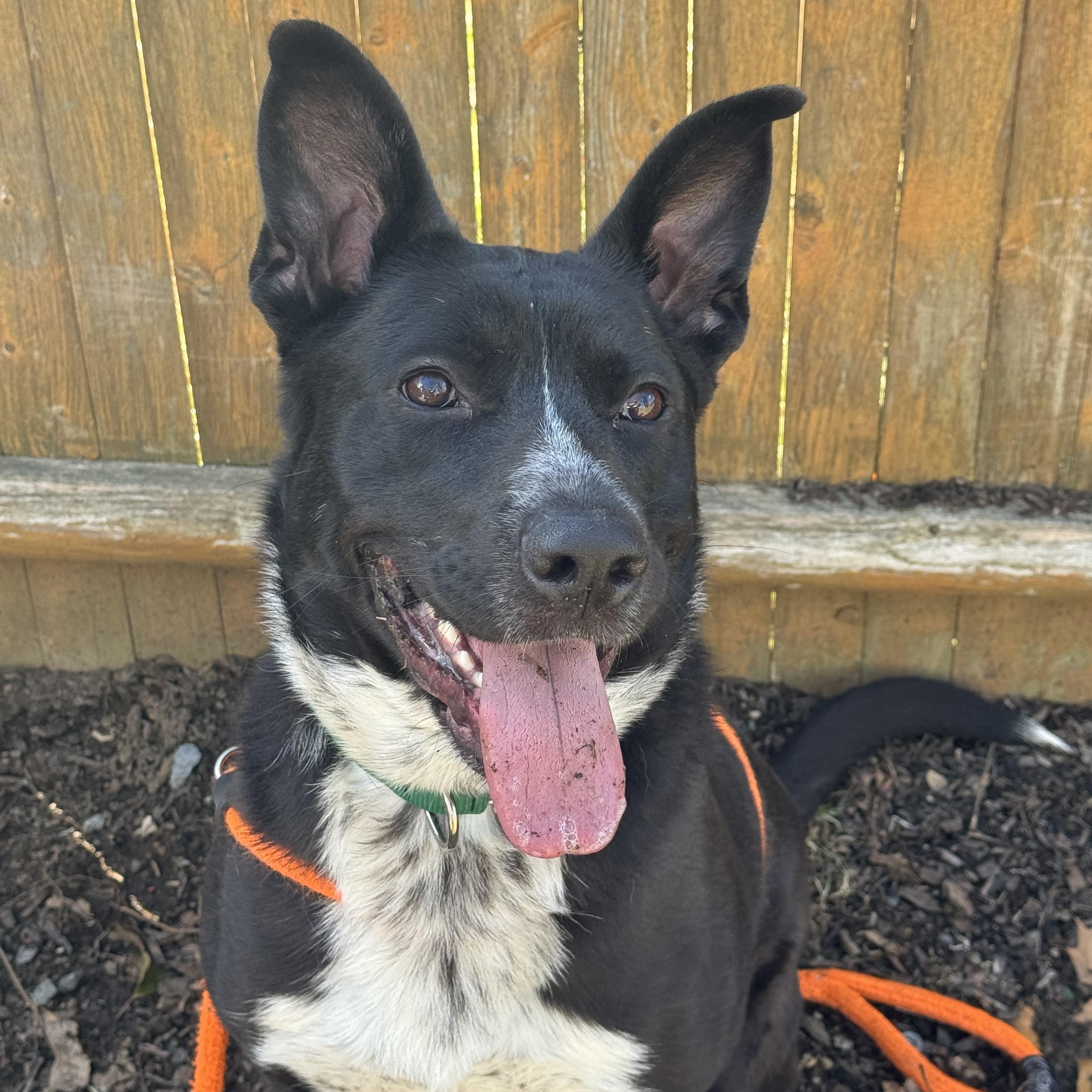 Enlarge CALVIN, a Adoptable mixed breed in Cranston, RI image 2/6