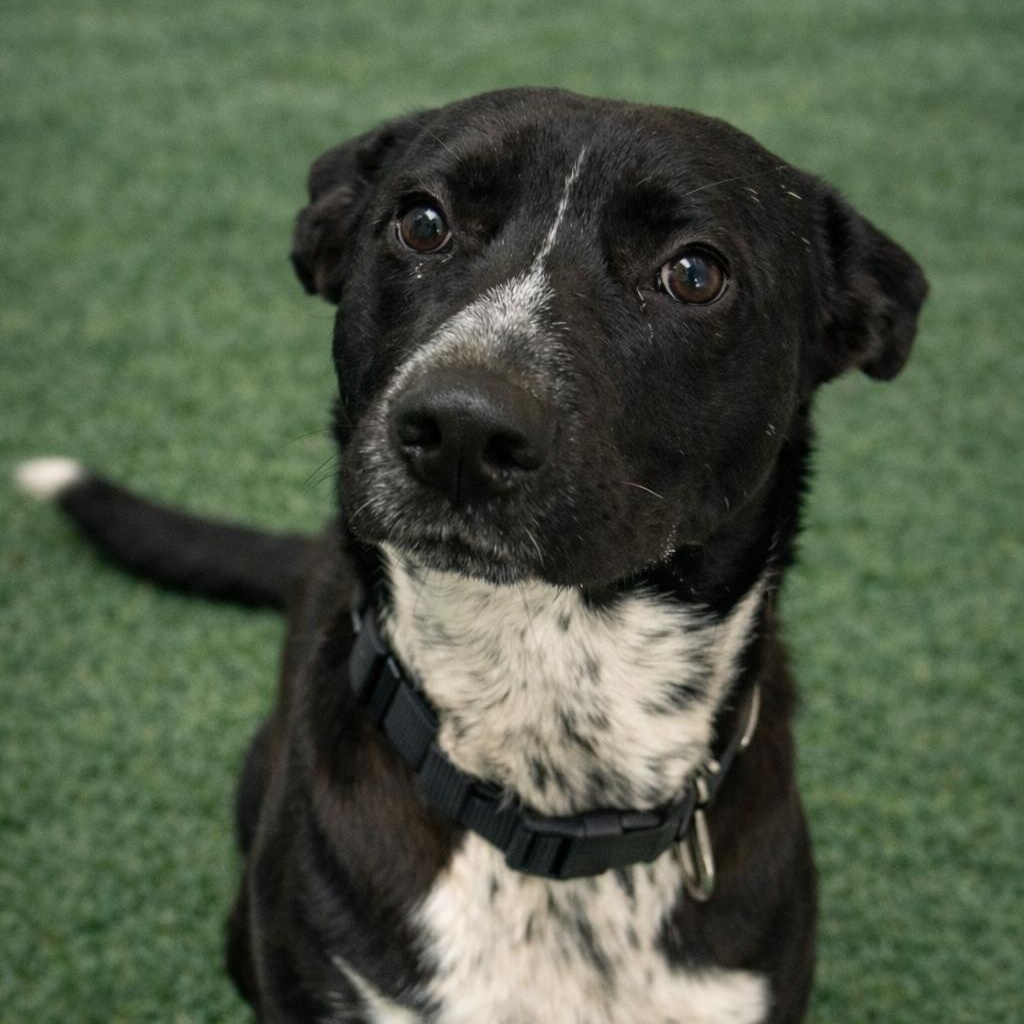 CALVIN, Adoptable, Adult Male Labrador Retriever.