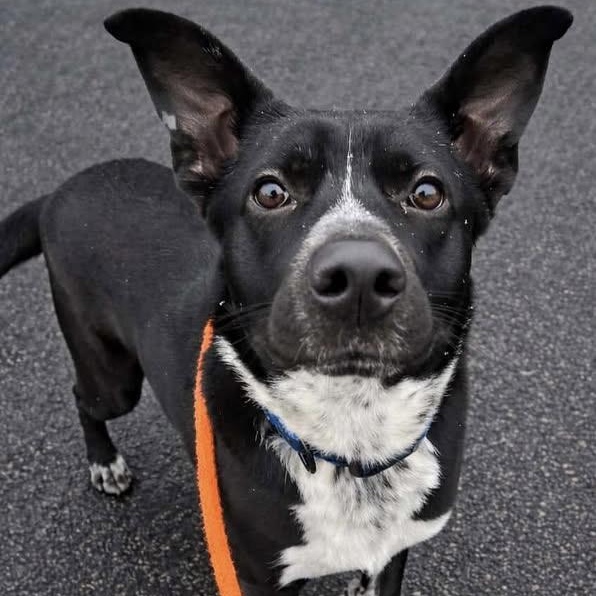 CALVIN, Adoptable, Adult Male Labrador Retriever.