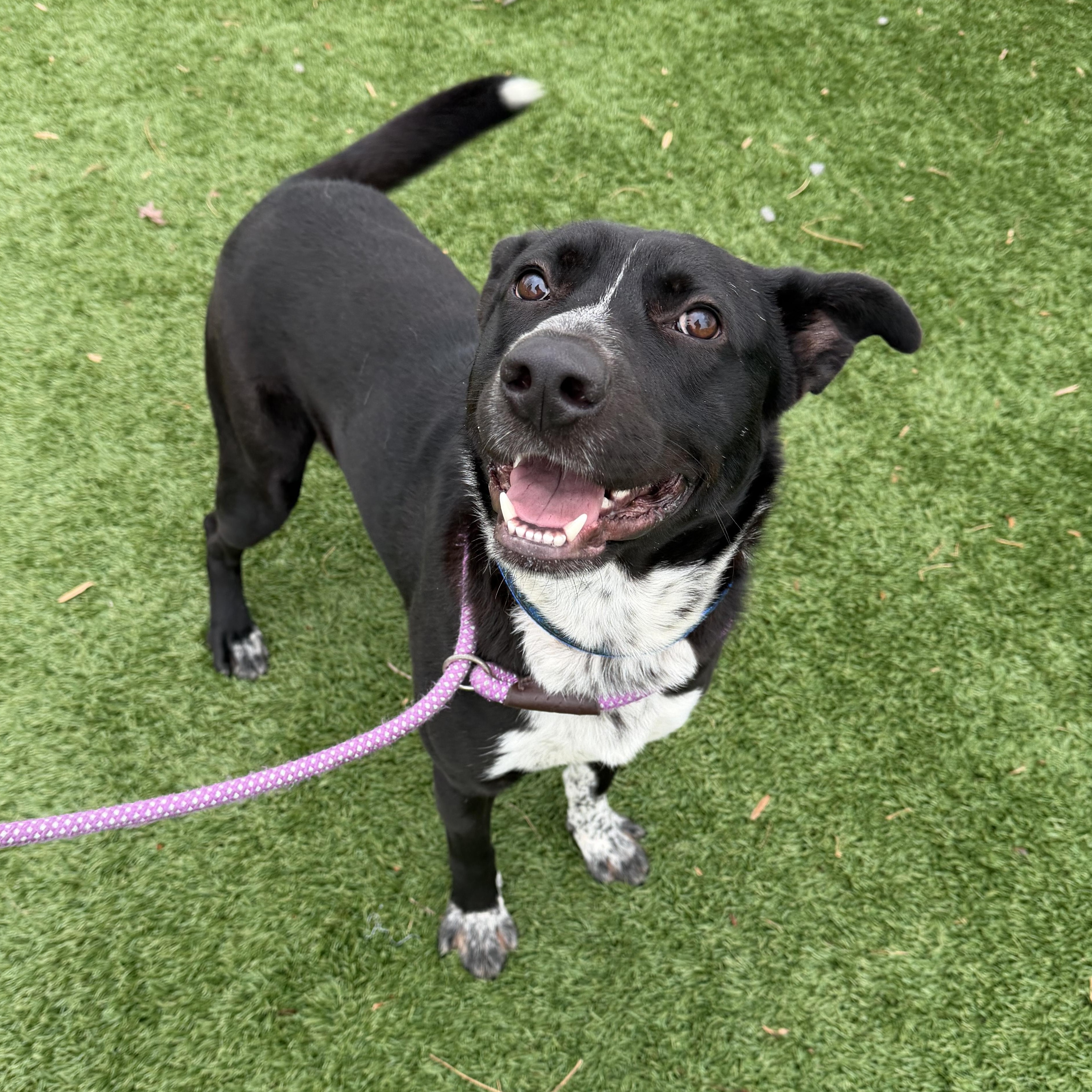 CALVIN, Adoptable, Adult Male Labrador Retriever.