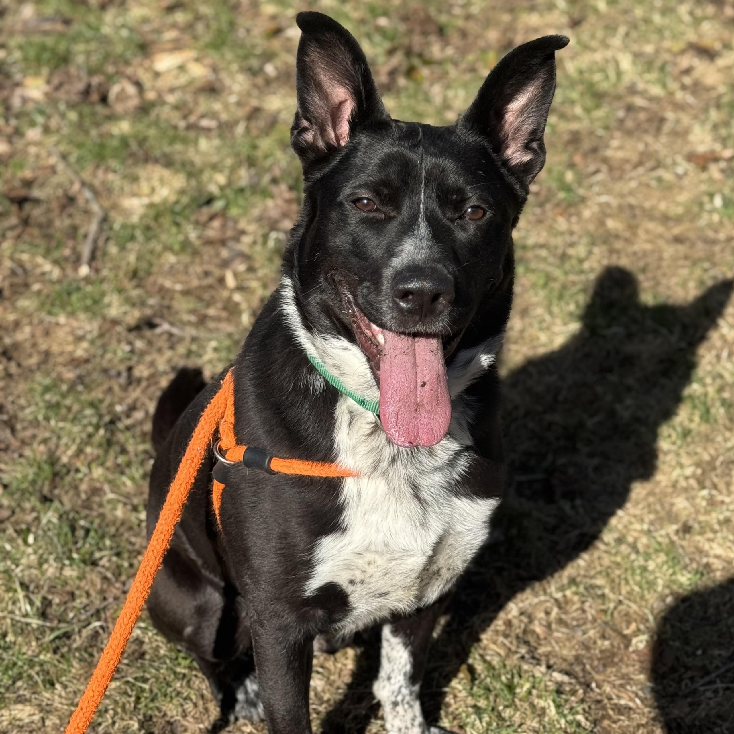 Enlarge CALVIN, a Adoptable mixed breed in Cranston, RI image 1/6