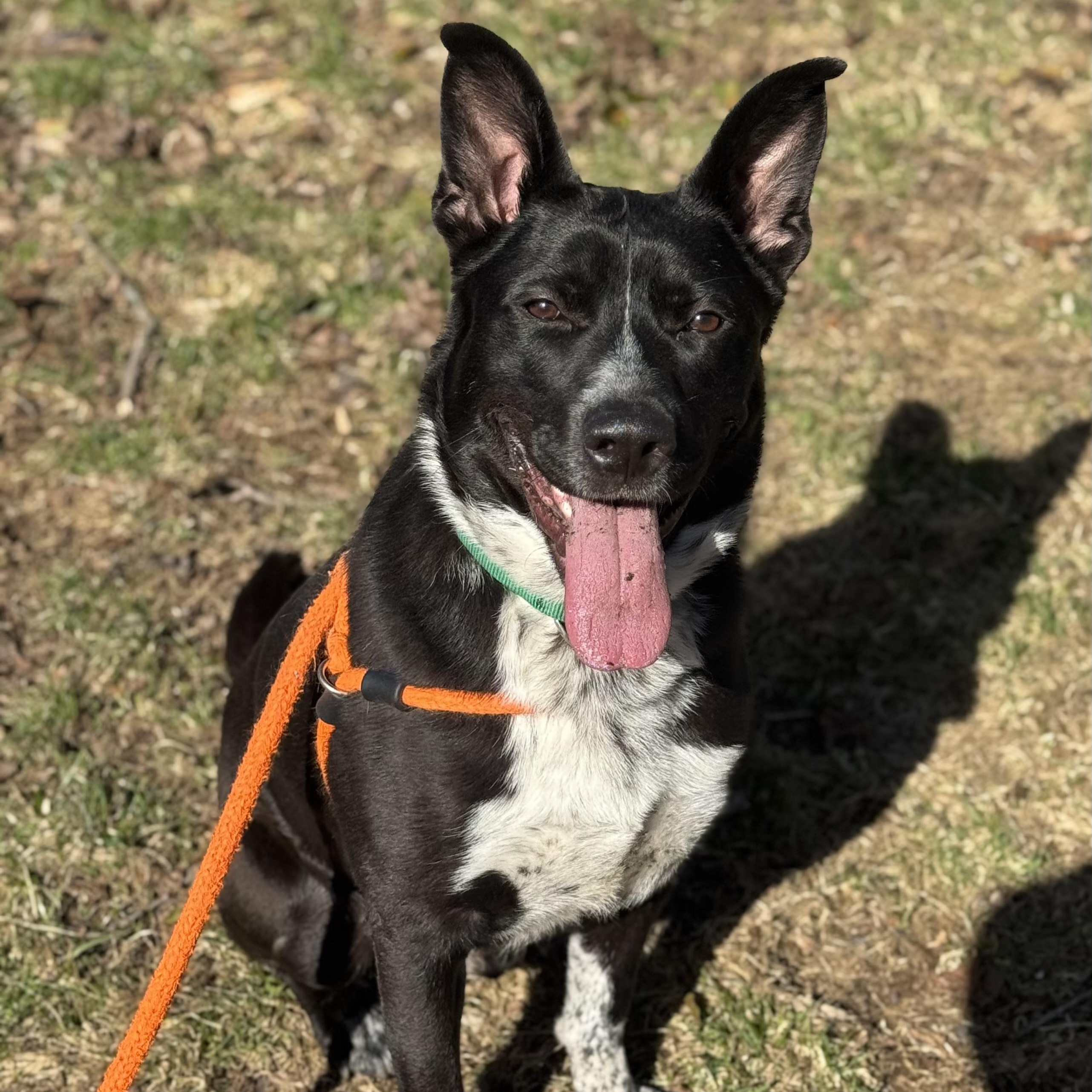 CALVIN, Adoptable, Adult Male Labrador Retriever.