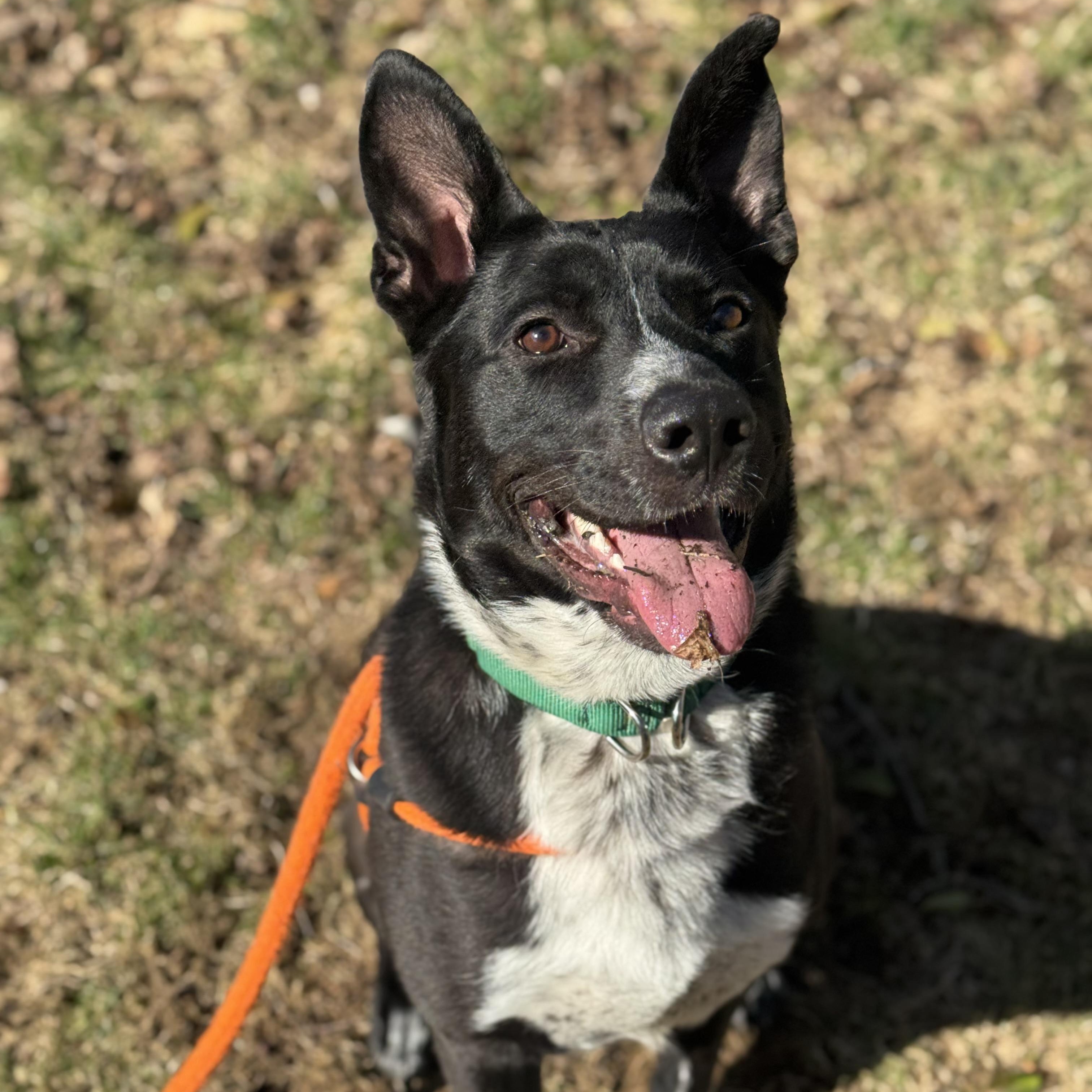 Enlarge CALVIN, a Adoptable mixed breed in Cranston, RI image 3/6