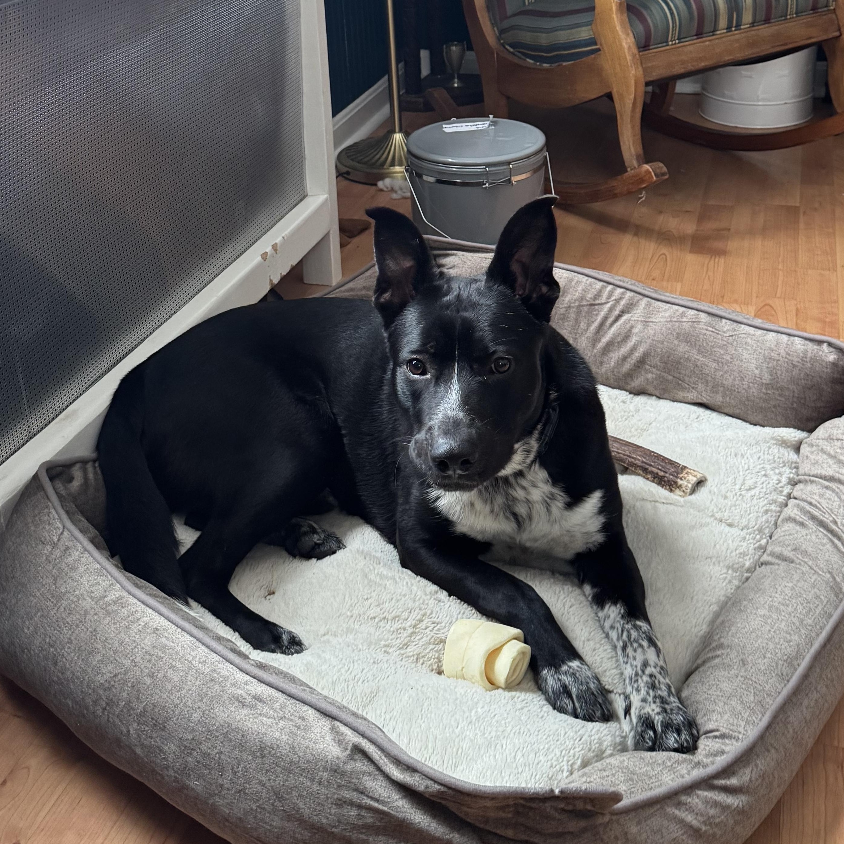 Enlarge CALVIN, a Adoptable mixed breed in Cranston, RI image 4/6