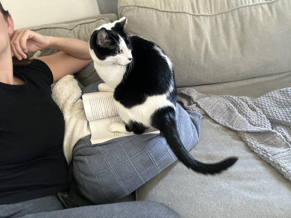 Enlarge Oreo, a Adoptable Domestic Short Hair in Long Island City, NY image 1/6