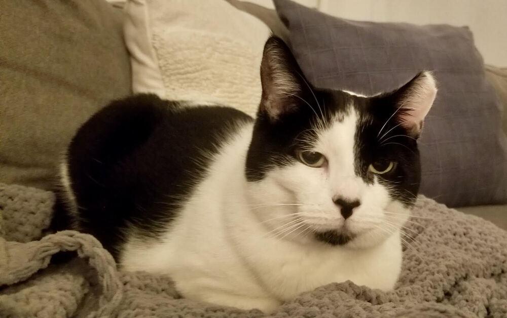 Enlarge Oreo, a Adoptable Domestic Short Hair in Long Island City, NY image 2/6