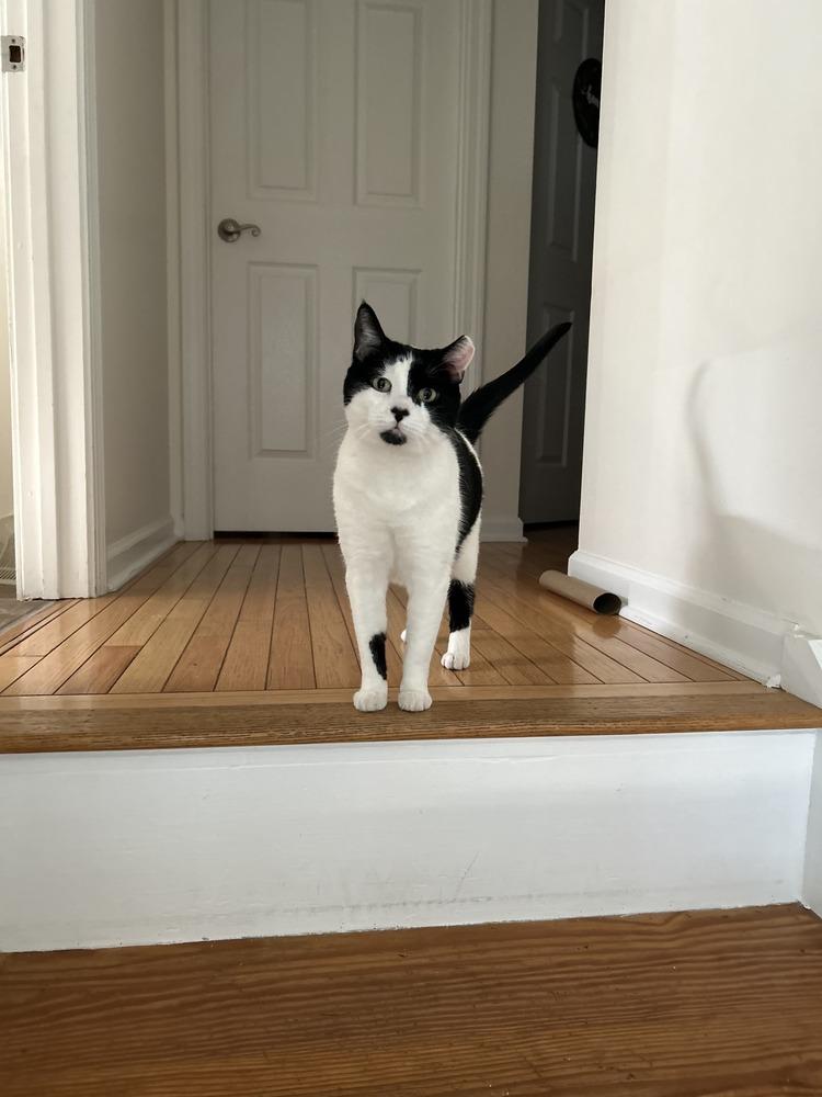 Enlarge Oreo, a Adoptable Domestic Short Hair in Long Island City, NY image 4/6