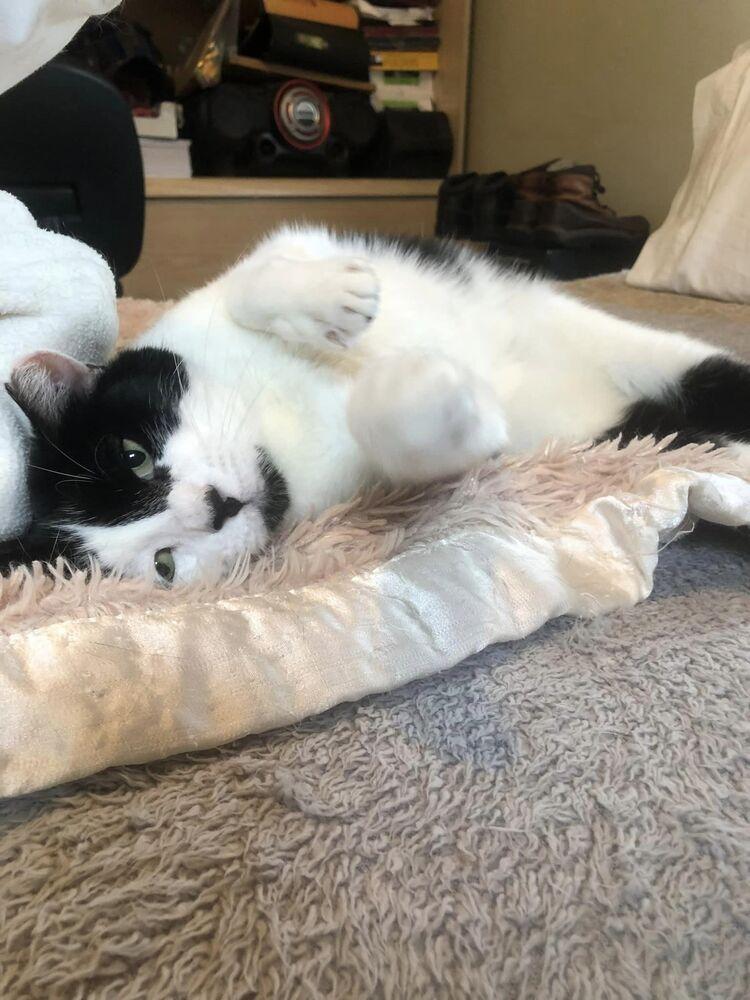 Enlarge Oreo, a Adoptable Domestic Short Hair in Long Island City, NY image 5/6