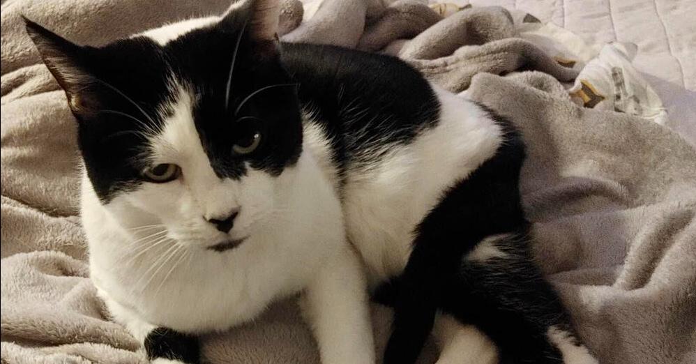 Enlarge Oreo, a Adoptable Domestic Short Hair in Long Island City, NY image 6/6