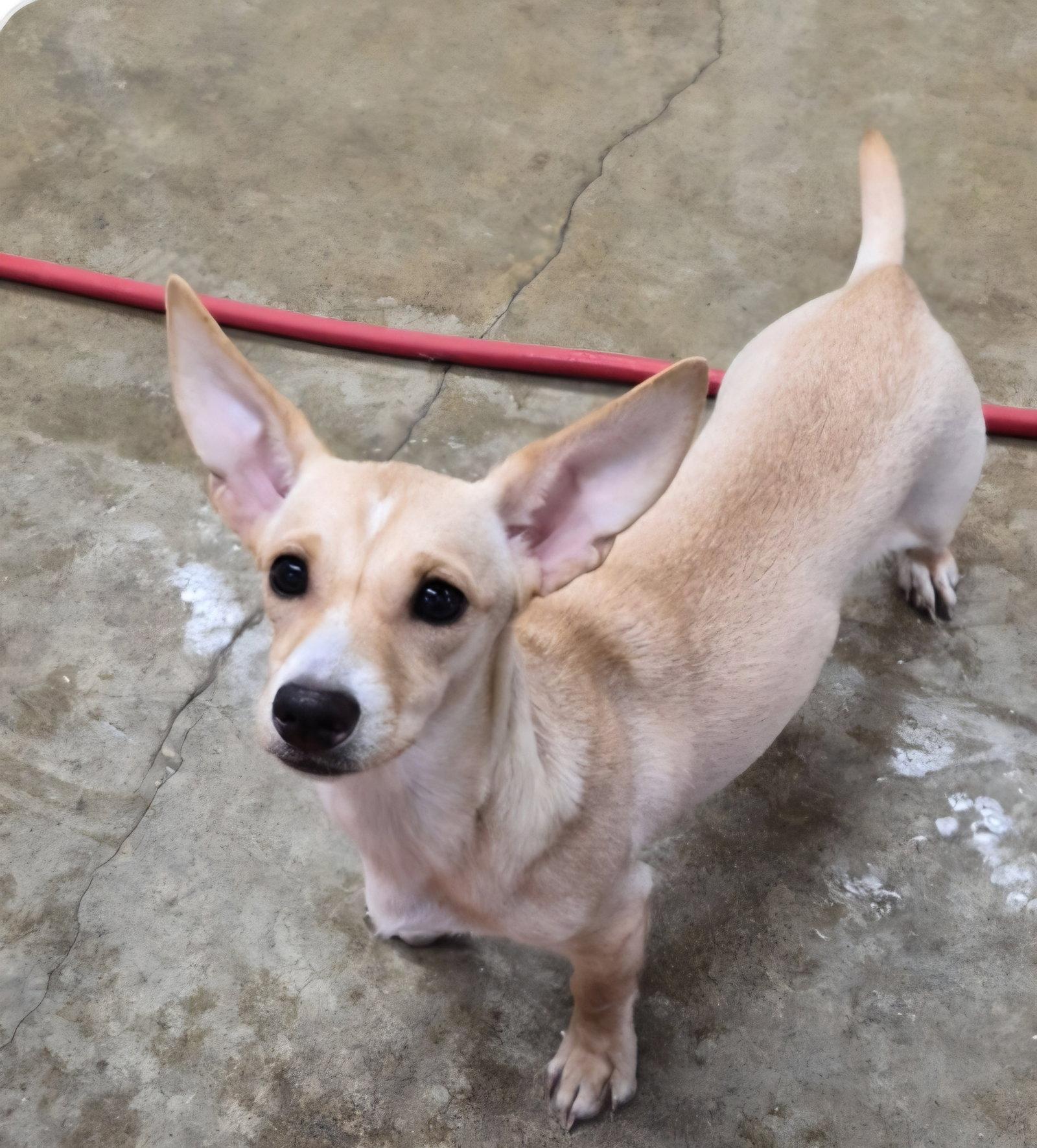 Chiquita D6167, Adopted, Young Female Chihuahua & Corgi.