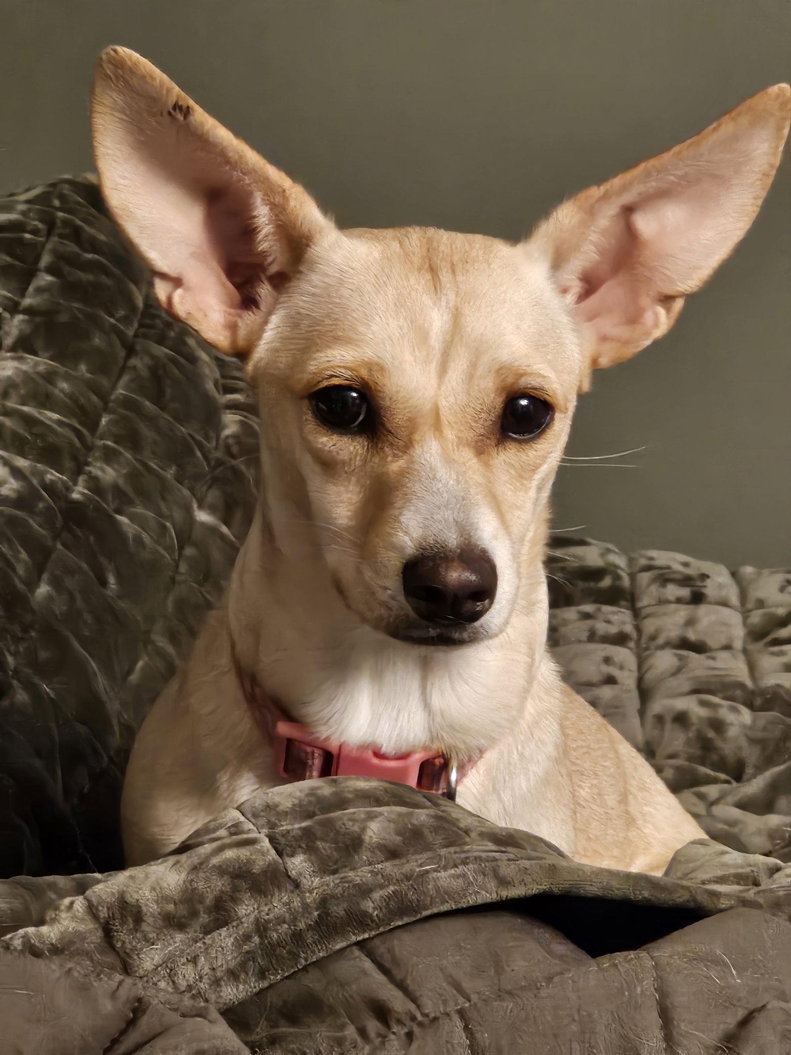 Enlarge Chiquita D6167, a Adopted mixed breed in minneapolis, MN image 2/3